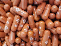 Foto cortesía Ridgeback Biotherapeutics