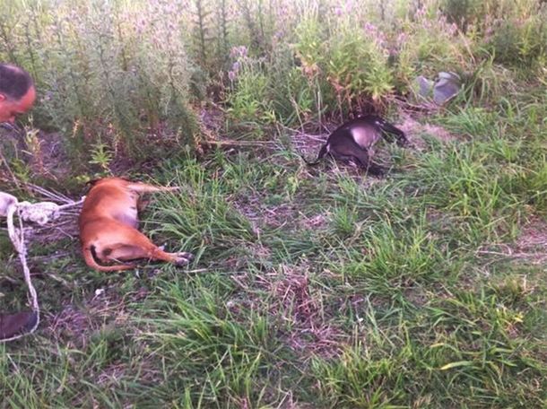 Así aparecieron los perros pitbulls muertos en Berisso.