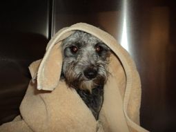 Un maquinista salva a un perrito que había sido atado a las vías del tren