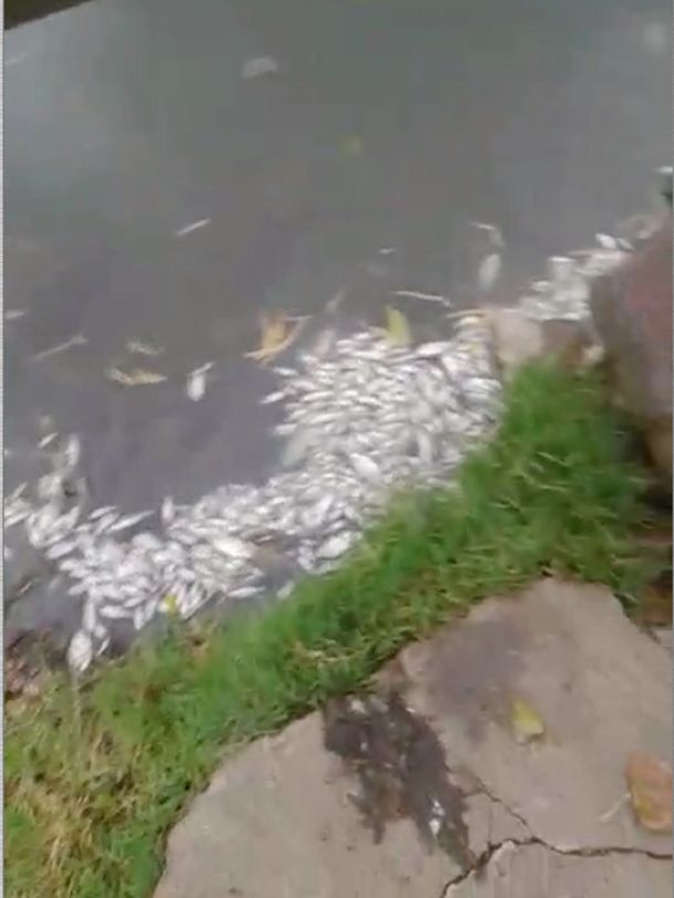 Preocupación en Sarandí por la aparición de peces y patos muertos