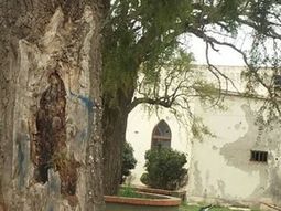 Conmoción en Córdoba por la aparición de la Virgen en un árbol