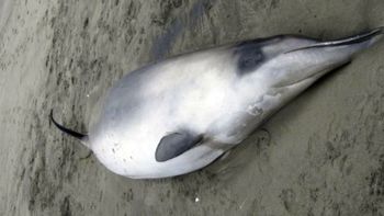 encuentran dos ejemplares de la ballena mas rara del mundo encuentran dos ejemplares de la ballena mas rara del mundo