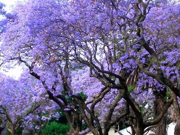 Kiri, el nuevo árbol de moda