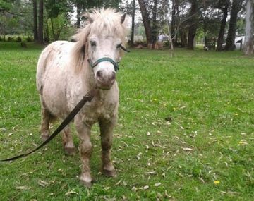 Le robaron un pony y ofrecen recompensa