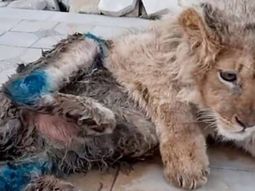 La conmovedora historia de Simba: el cachorro de león rescatado tras vivir con las patas rotas