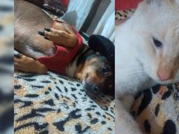 Es enfermera de pacientes con coronavirus y los vecinos le mataron a sus mascotas
