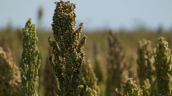 Un total de 21 empresas uruguayas van a poder exportar sorgo a China. Un total de 21 empresas uruguayas van a poder exportar sorgo a China.