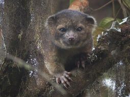 La nueva estrella de América: el Olinguito La nueva estrella de América: el Olinguito