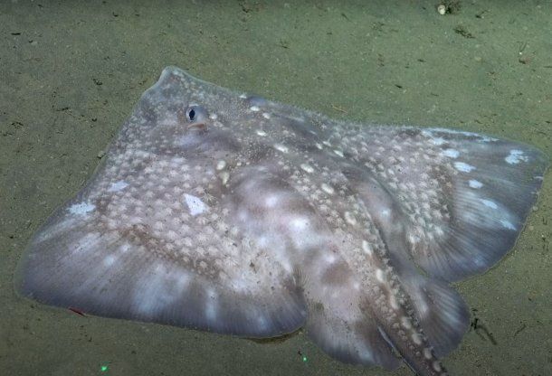 Cómo ver lo que pasa en el fondo del océano cerca de Mar del Plata: transmisión en vivo