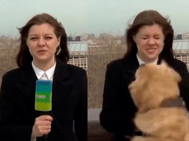 Perro le roba el micrófono en vivo a una periodista y se vuelve viral