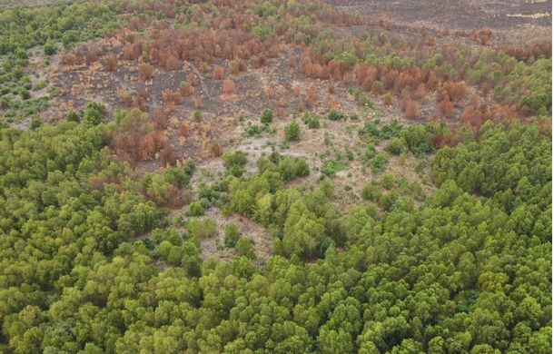 Aseguran que el incendio en la Reserva Ecológica Costanera Sur fue intencional