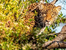 Liberaron en los Esteros del Iberá una yaguareté nacida en cautiverio: es cazadora de carpinchos