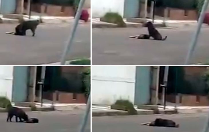 Un perro se queda al lado de su amigo atropellado en Córdoba