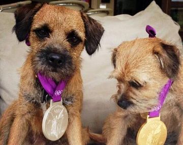 ¿De quién son estos perros olímpicos que ganaron medallas?