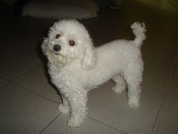 Convocatoria (DSC00081.JPG) Convocatoria (DSC00081.JPG)