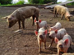 roban mas de 290 cerdos vivos roban mas de 290 cerdos vivos