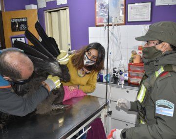 Rescataron un Cóndor herido en las Montañas de Epuyén