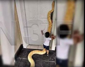 Tenían de mascota a una pitón de 3