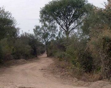 La odisea de nenes que salieron a cazar pajaritos y se perdieron en un monte