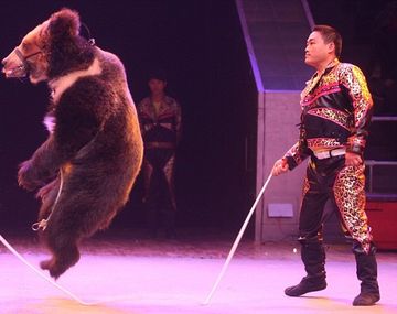Circo chino escandaliza con sus osos acróbatas