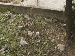 Pidgeons