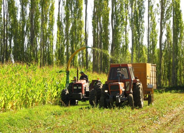 El Gobierno podría controlar todo el mercado de granos