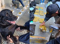 Manteca, el perro que, junto a su guía, marcó las valijas pertenecientes a dos pasajeras Manteca, el perro que, junto a su guía, marcó las valijas pertenecientes a dos pasajeras