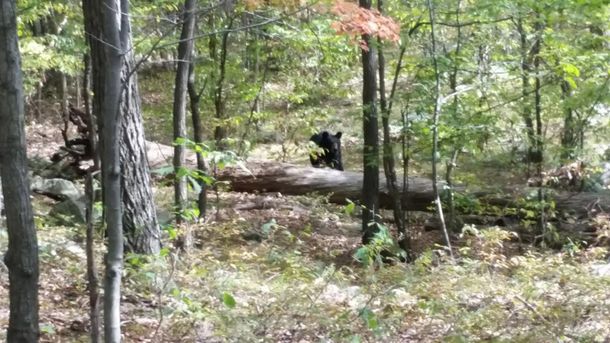 Le saca una foto al oso que después lo atacó y se lo comió vivo