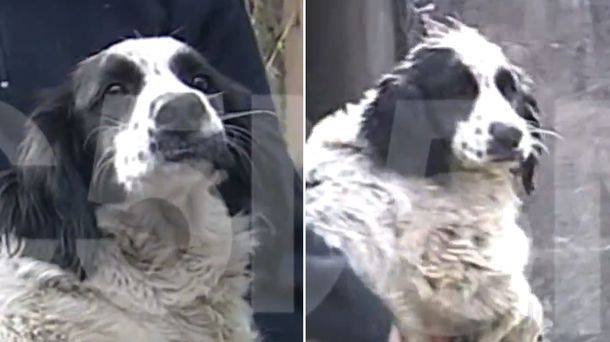 El animal fue secuestrado