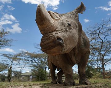 Sudán murió a los 45 años, era único en su especie