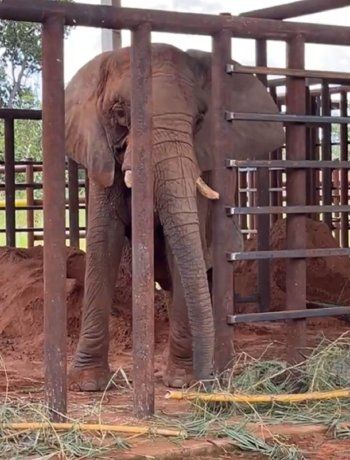 Cómo fue el primer día de Pupy en el santuario de Brasil: ¿se va a encontrar con Mara?