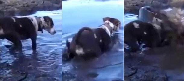 VIDEO: El dramático momento en que un cocodrilo ataca a un perro por  sorpresa