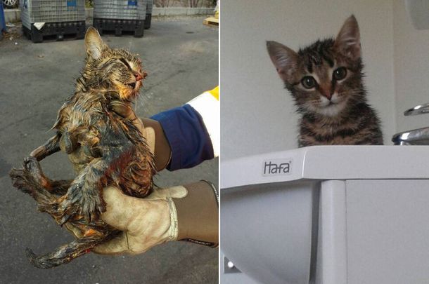 Rescatan a un gato de la basura que estaba por ser incinerado