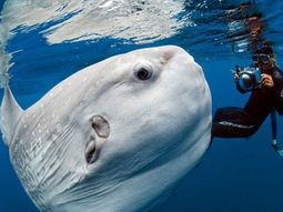 El pez mola mola El pez mola mola