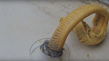 video: espectacular experimento hace aparecer una vibora de la nada video: espectacular experimento hace aparecer una vibora de la nada