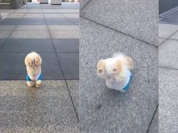 Truco nuevo: un perro aprendió a caminar sólo con sus patas delanteras