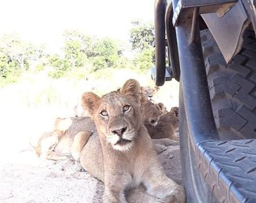 Sudáfrica: los animales tienen derecho de paso en la reserva MalaMala, y los leones lo saben