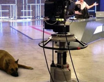 Pobre Sasha: estuvo dando vueltas por todo el mundo hoy