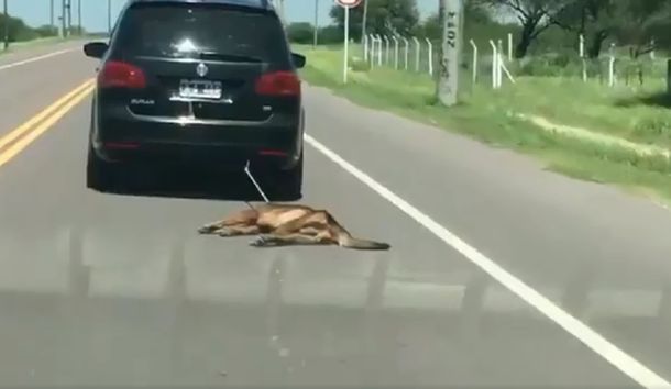 VIDEO: Ató un perro a su auto y lo arrastró por varios kilómetros