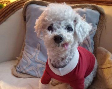 Dolor en las redes: murió Marcelito