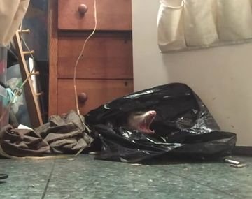 A la grande le puso Cuca