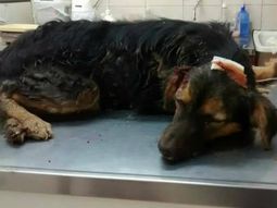 El perro fue rescatado pero murió en la veterinaria El perro fue rescatado pero murió en la veterinaria