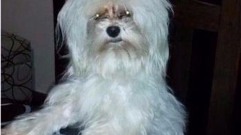 Les robaron el auto con su mascota, Rocco, adentro - Crédito: www.0223.com.ar Les robaron el auto con su mascota, Rocco, adentro - Crédito: www.0223.com.ar