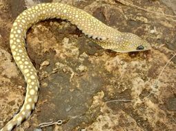 Susto en Mar del Plata por un raro hallazgo en Playa Dorada