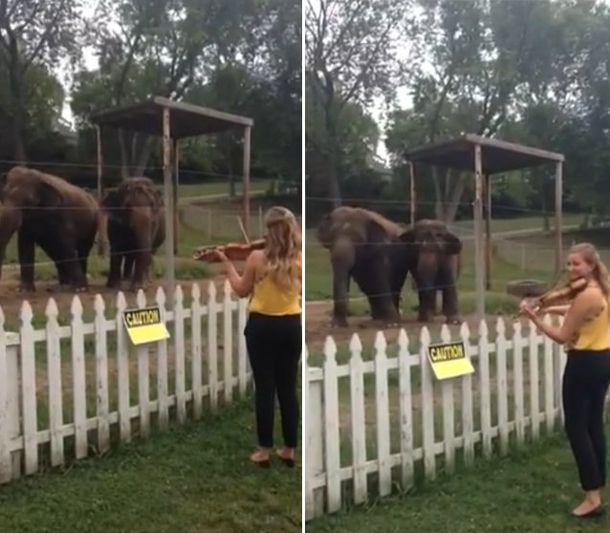VIDEO: dos elefantes bailan seducidos al ritmo del violín