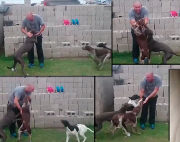 Vengan a ver cómo tengo a mis perros