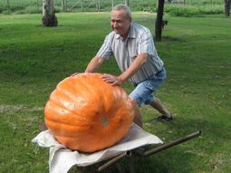 cosecho un zapallo que pesa 74 kilos cosecho un zapallo que pesa 74 kilos