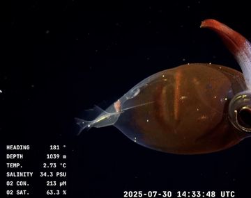 Exploración histórica en Mar del Plata: el mar argentino desató memes y asombro