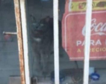 Desesperado pedido para salvar un gato encerrado en un local