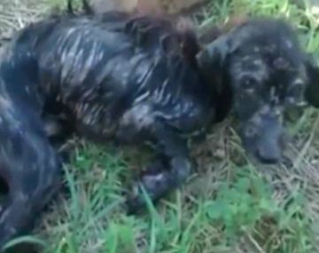 El conmovedor rescate de un perrito al que habían tirado al río atado a un piedra